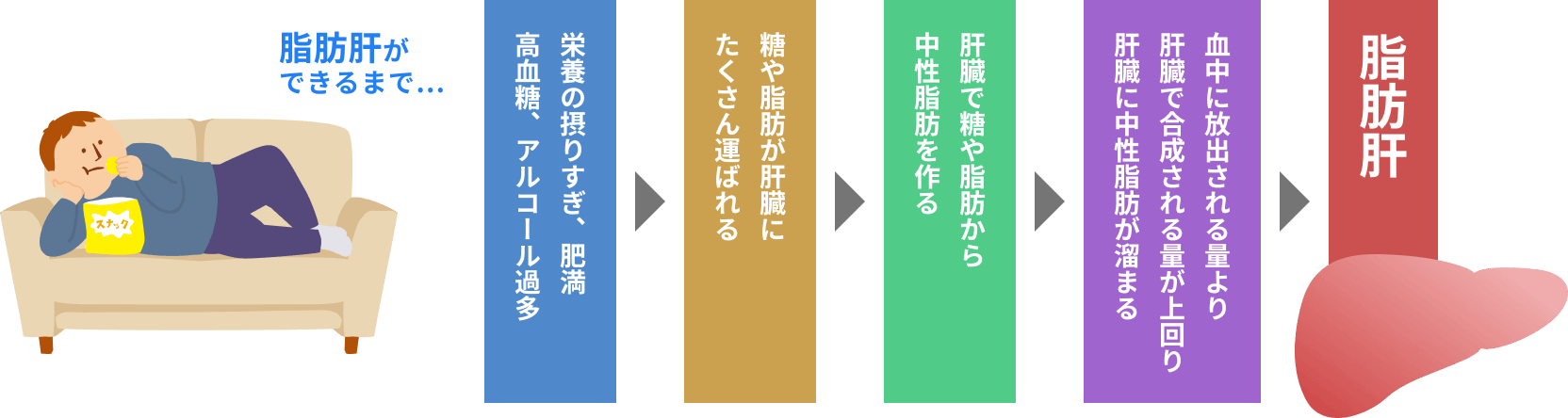 脂肪肝ができるまで…